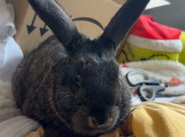 Mini lop