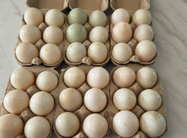 Duck hatching eggs available to order from a mixed breed flock.