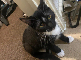 2 black and white male kittens