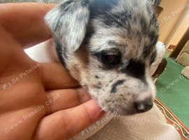 Rare colour / Merle Jack Russell Pups ( Wenlock) DNA Health Clear Stud