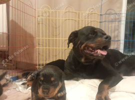 German Rottweiler puppies