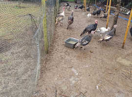 Mixed turkey hatching eggs