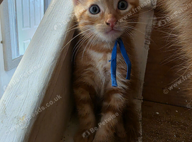 2 male ginger kittens