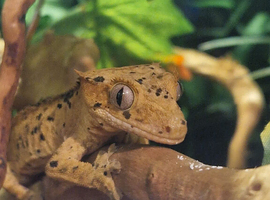 Crested gecko and set up