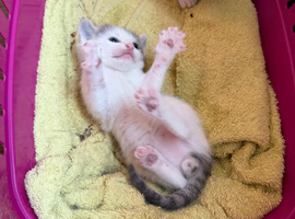 Half persian
