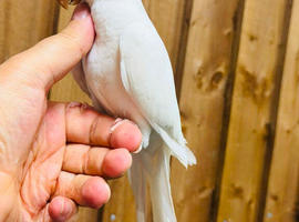 Quaker