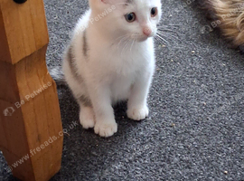 Kittens