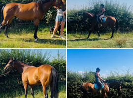 Stunning potential allrounder