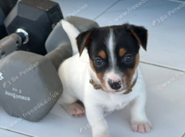 Traditional mini Jack Russell pups