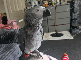African grey