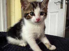 1x female kitten for sale