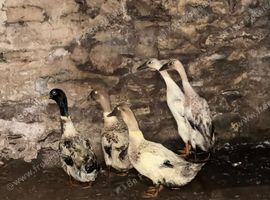 Ducks