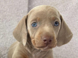 Council Registered DNA Tested Mini Smooth Dachshund Pups