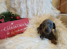 Three beautiful mini dachshounds