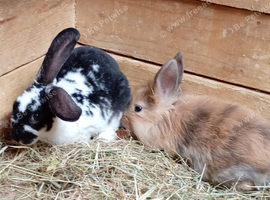 Baby rabbits available now