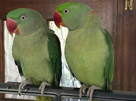 Bonded Breeding Pair of Alexandrine Parrots + Large Cage