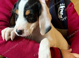 Beagle x lab