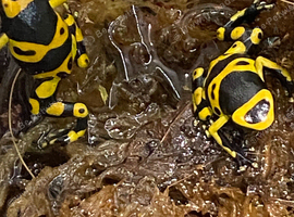 Bumble Bee Dart Frogs