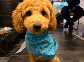 Maltipoo for sale 6 months old