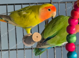 Love birds