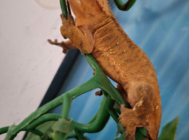 MALE CRESTED GECKO