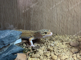 Beautiful male leopard gecko and full set up