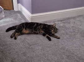 British shorthair