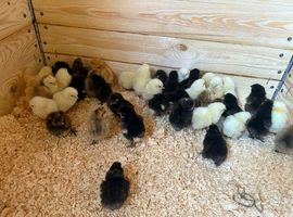 Silkie . Light Sussex & Orpington chicks