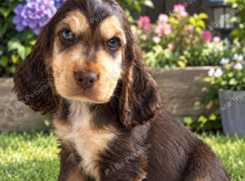 Show type cocker spaniel puppy