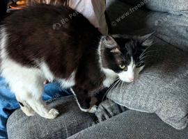 Rocky tuxedo fluffy cat