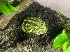 Pac-Man frog female