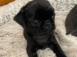 Beautiful pug puppies 1 boy 1 girl available