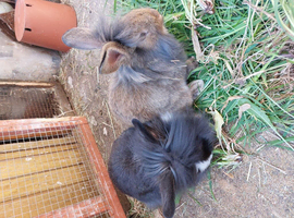 Male lionhead mix rabbits