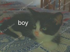 8 week old kittens
