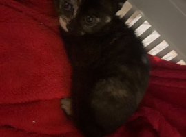 Small cute and friendly girl 2 month kitten (willing to negotiate the price)