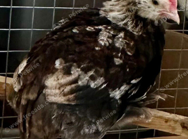 Faverolle cockerel