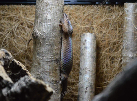 Geckolepis typica Fish Scale Gecko