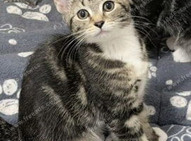 We have a gorgeous mixed litter of four incredibly sweet, playful, and loving tabby kittens who are ready to find their perfect families today!