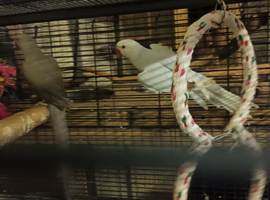 Beautiful clear head hen ringneck