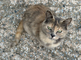 Adult cats to REHOME