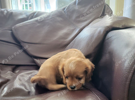 Cavapoo puppies for sale