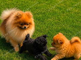 Pomeranian puppies for sale