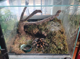 Mexican Red Knee Female