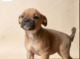 Boxer mix bulldog puppies