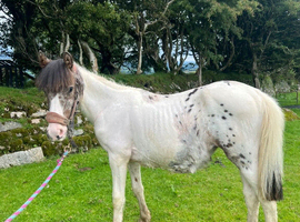 Spotted Yearling Filly