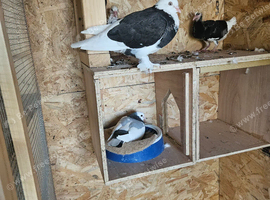 Pigeons