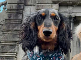 Long haired mini dachshund for stud