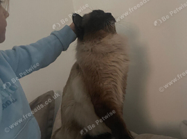 3 colour point ragdoll kittens