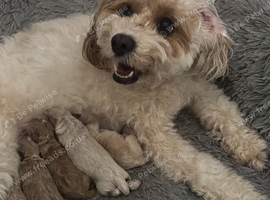 Beautiful cavapoo puppies