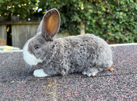 Mini plush lop buck